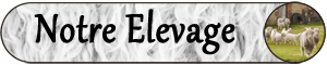 elevage